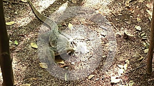 Asian water monitor lizard avoids water sprinkler