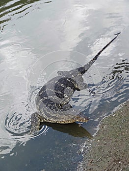 Asian water monitor lizard Reptiles living in stream