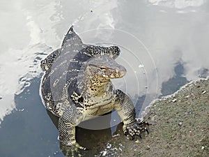 Asian water monitor lizard Reptiles living in stream