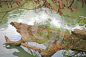 Asian Water Monitor Lizard sits on a tree tunk in Kandy, Sri Lanka