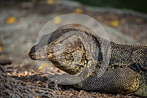 Asian water monitor lizard sunning under morning sunlight