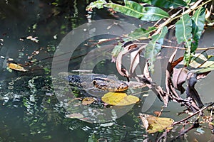 Asian water monitor lizard swimming in river