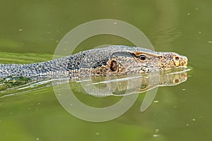 Asian water monitor lizard swimming in river photo
