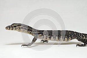 Asian Water Monitor Lizard or Varanus salvator