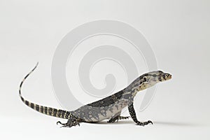 Asian Water Monitor Lizard or Varanus salvator