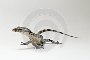 Asian Water Monitor Lizard or Varanus salvator