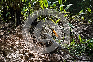 Asian water monitor lizard in wild forest