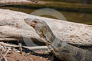 Asian water monitor portrait