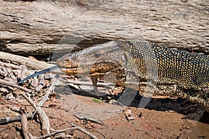 Asian water monitor portrait