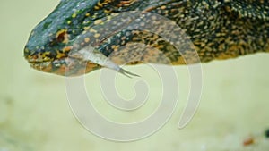 Asian water monitor scavenging a dead fish from beach