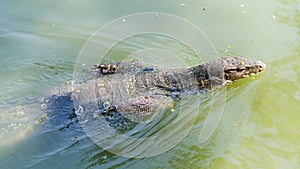 Asian water monitor swimming in a pond, Varanus salvator, in Lumphini Park, Bangkok, Thailand