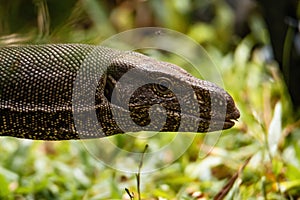 Asian water monitor in Tangalle, Sri Lanka; specie Varanus salvator