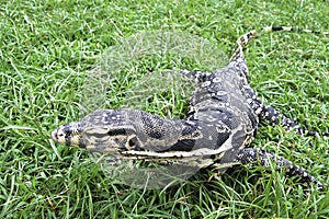 asian water monitor varanus salvator