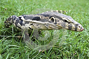 asian water monitor varanus salvator