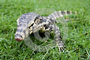 asian water monitor varanus salvator