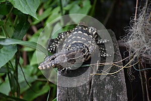 Asian water monitor - Varanus salvator also common water monitor, large varanid lizard native