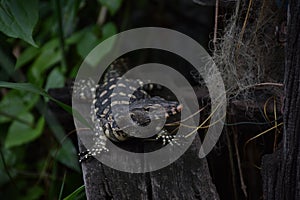 Asian water monitor - Varanus salvator also common water monitor, large varanid lizard native