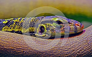 Asian water monitor varanus salvator lizard