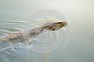 Asian water monitor or Varanus salvator lizard swimming on water surface in pond with space