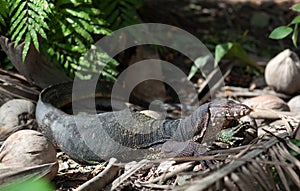 Asian water monitor, Varanus salvator over jungle in Thailand. It is large varanid lizard native to South and Southeast Asia