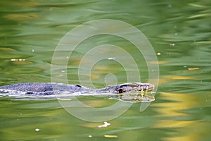 Asian water monitor, Varanus salvator, swimming in a lake