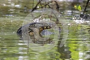 An Asian water monitorVaranus salvator is swimming on the river. Animals. Reptiles