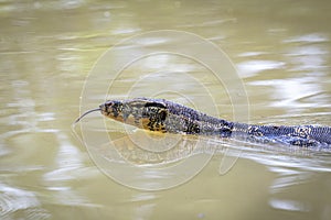 An Asian water monitorVaranus salvator is swimming on the river. Animals. Reptiles