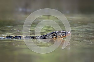 An Asian water monitorVaranus salvator is swimming on the river. Animals. Reptiles