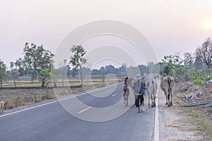 Asian way of life of Thai farmers and their pets