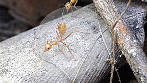 Asian Weaver Ant (Oecophylla smaragdina) in the Philippines photo