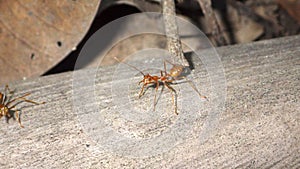 Asian Weaver Ant (Oecophylla smaragdina) in the Philippines photo