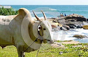 Asian white Buffalo closeup island of Sri Lanka, grazing in the meadow