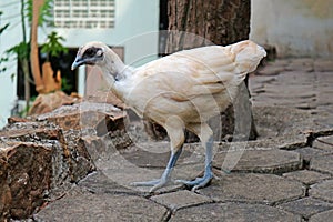 Asian White Chicken Standing on the Ground