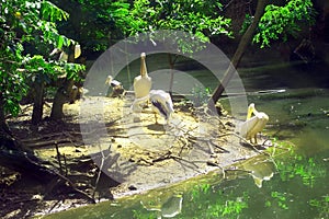 Asian White Peliucans relaxing on lake side