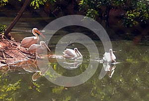 Asian Rosy and White Peliucans  on lake side habitate, India