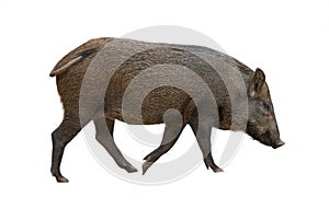 Asian wild boar isolated