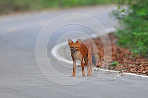 Asian Wild Dog