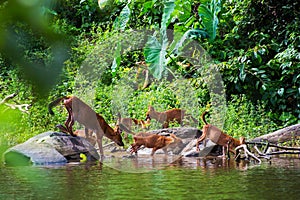 Asian wild dog family