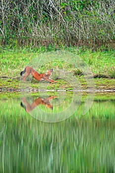 Asian Wild Dog relaxing on the grassland