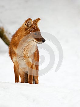 Asian Wild Dog in the snow