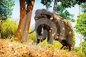 Asian wild elephant on the side of a forest road in Western Ghats