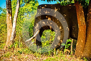 Asian wild elephant on the side of a forest road in Western Ghats