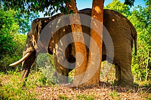 Asian wild elephant on the side of a forest road in Western Ghats