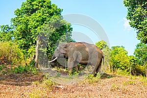 Asian wild elephant on the side of a forest road in Western Ghats