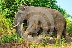 Asian wild elephant on the side of a forest road in Western Ghats