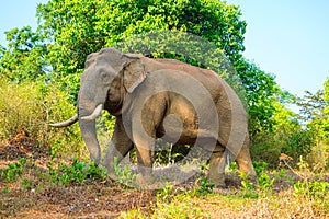 Asian wild elephant on the side of a forest road in Western Ghats