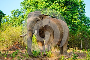 Asian wild elephant on the side of a forest road in Western Ghats