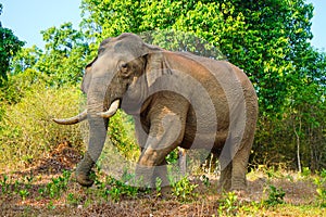 Asian wild elephant on the side of a forest road in Western Ghats