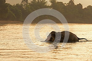 Asian wild elephant walking in the natural river