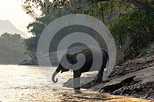 Asian wild elephant walking in the natural river at deep forest at Kanchanburi province